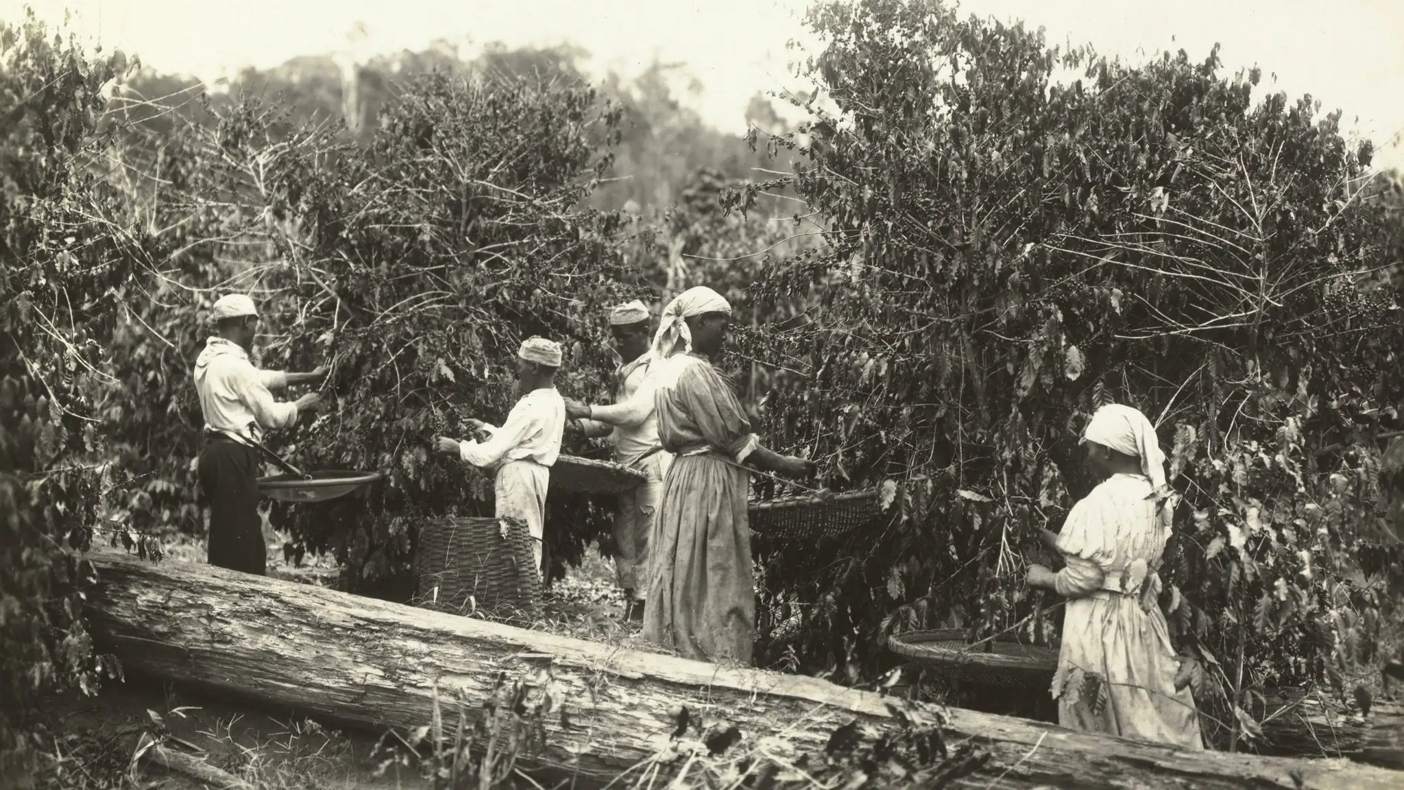 Cà phê đã thay đổi thế giới như thế nào?