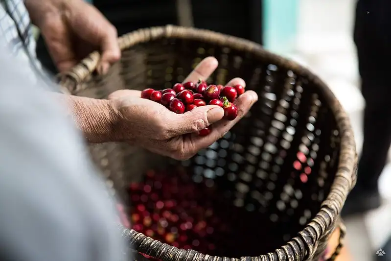 Cà phê nguyên bản, hành trình tiền hương vị