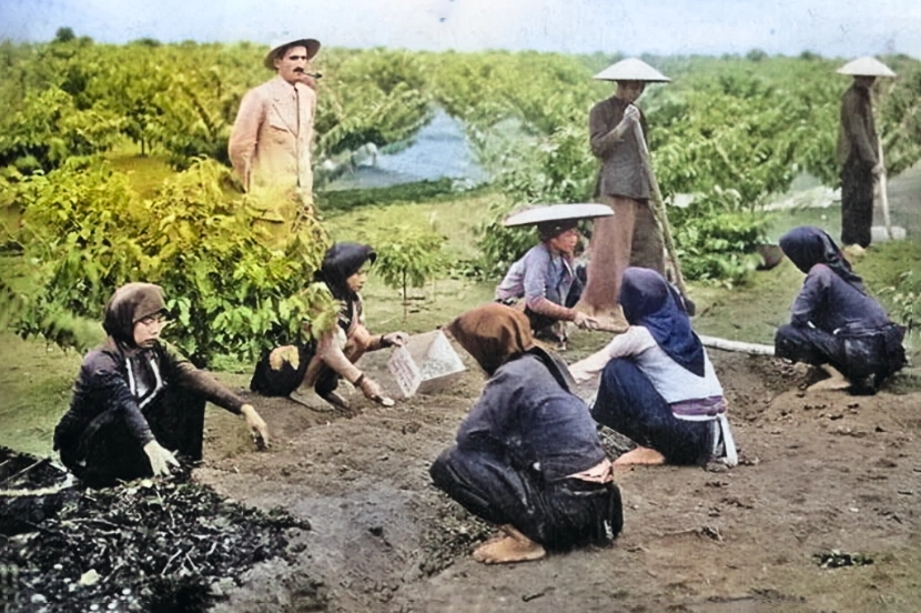 Lịch sử du nhập cây cà phê vào Việt Nam