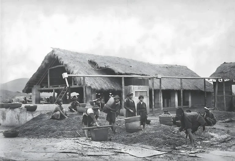 Nguồn gốc của cây cà phê ở Việt Nam