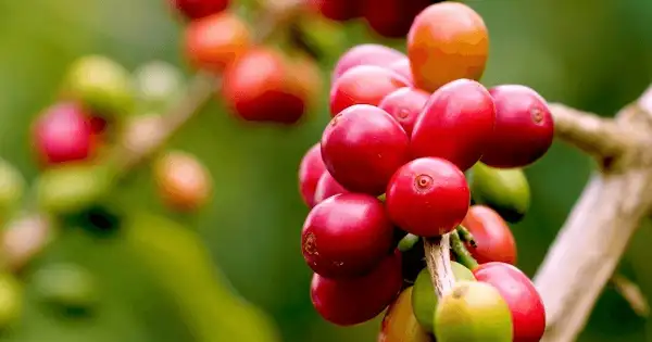 CEO Illycaffè SpA: Giá cà phê sẽ tiếp tục giảm do nguồn cung dồi dào