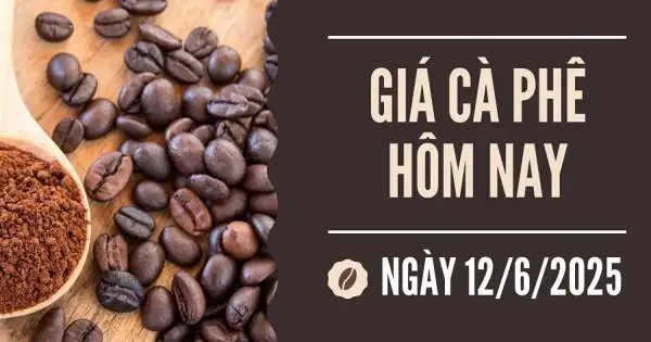 Giá cà phê hôm nay 12/6: Xu hướng giảm vẫn tiếp tục