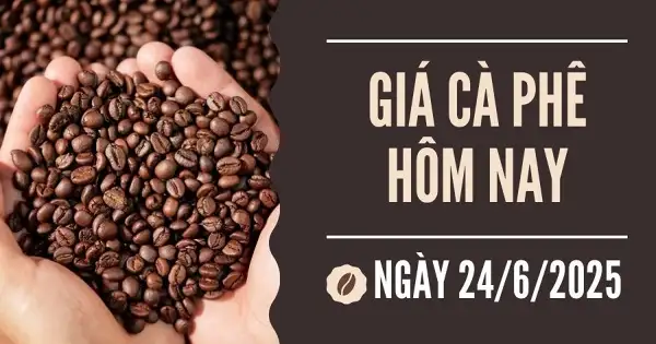 Giá cà phê hôm nay 24/6: Tăng mạnh trở lại sau chuỗi ngày lao dốc