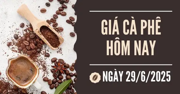 Giá cà phê hôm nay 29/6: Giảm 9 tuần liên tiếp, ngày càng rời xa mốc 100.000 đồng/kg