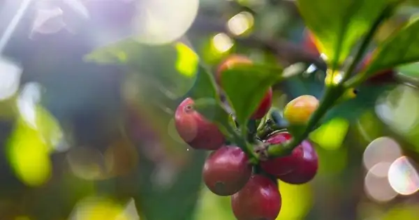 Thế giới có thể thặng dư 1,4 triệu bao cà phê trong niên vụ 2025-2026