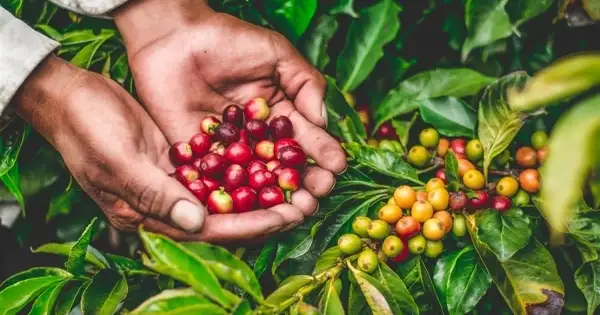 ICO: Xuất khẩu cà phê nhân xanh toàn cầu giảm 4 tháng liên tiếp