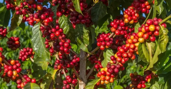 Giá cà phê đối mặt chu kỳ điều chỉnh sau sóng tăng mạnh