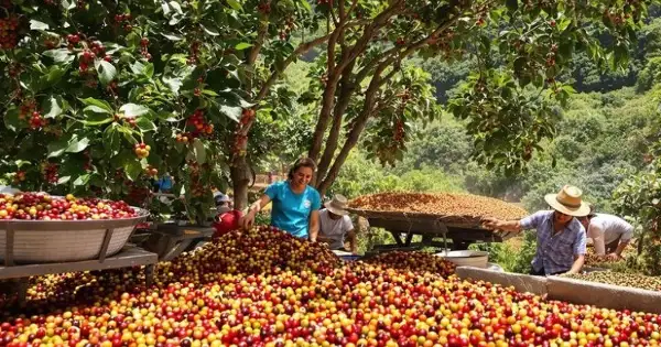 Giá cà phê arabica giảm sâu khi thời tiết ôn hòa hỗ trợ thu hoạch tại Brazil