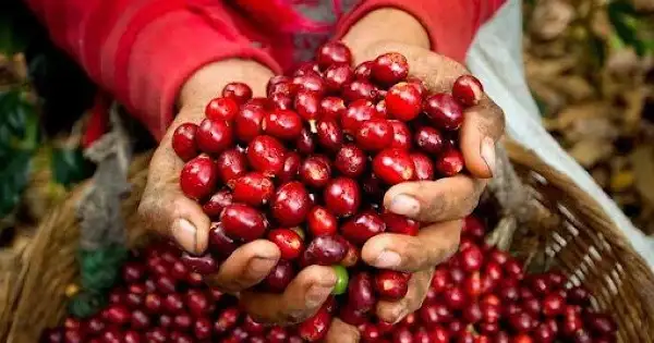 USDA: Sản lượng cà phê toàn cầu 2025 – 2026 có thể đạt kỷ lục gần 179 triệu bao
