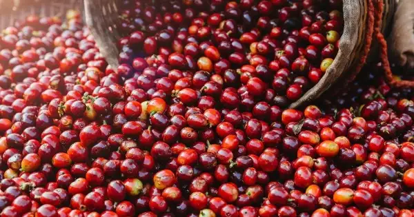 Giá cà phê tăng vọt khi nguy cơ sương giá gia tăng ở Brazil