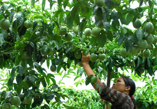 Cà phê cần được bón phân hữu cơ định kỳ