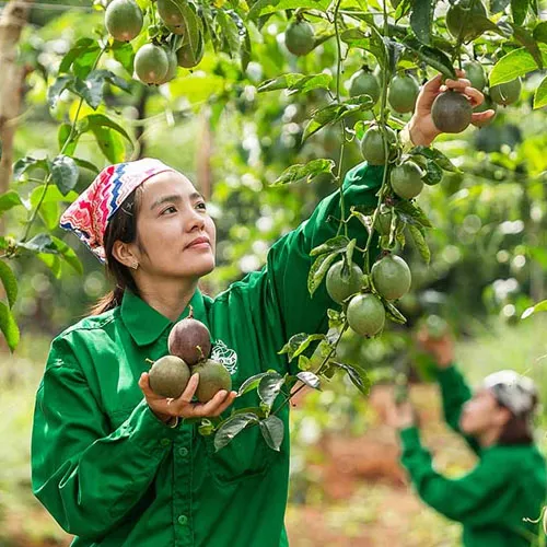 Cà phê cần nhiều dinh dưỡng trong giai đoạn nuôi quả