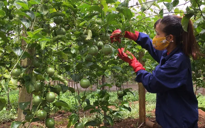 Các biện pháp chăm sóc cây cà phê cần được duy trì định kỳ