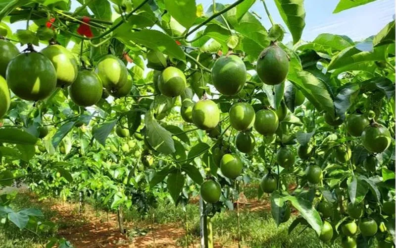 Quá trình tưới nước cho cây cà phê là thiết yếu