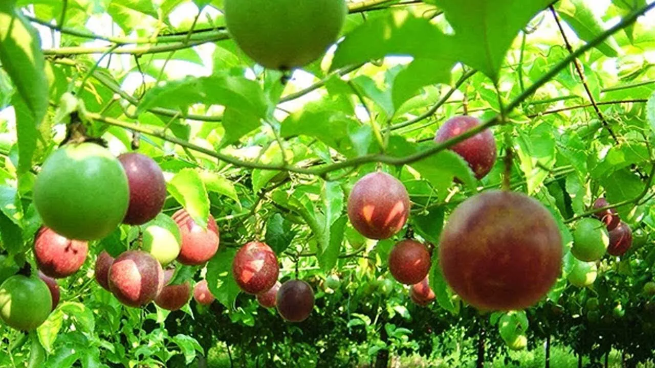 Trồng cà phê đạt chuẩn yêu cầu kỹ thuật cao