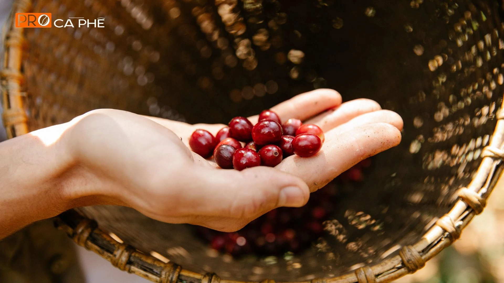 Vùng trồng cà phê Arabica Cầu Đất – độ cao 1.400m, khí hậu lý tưởng