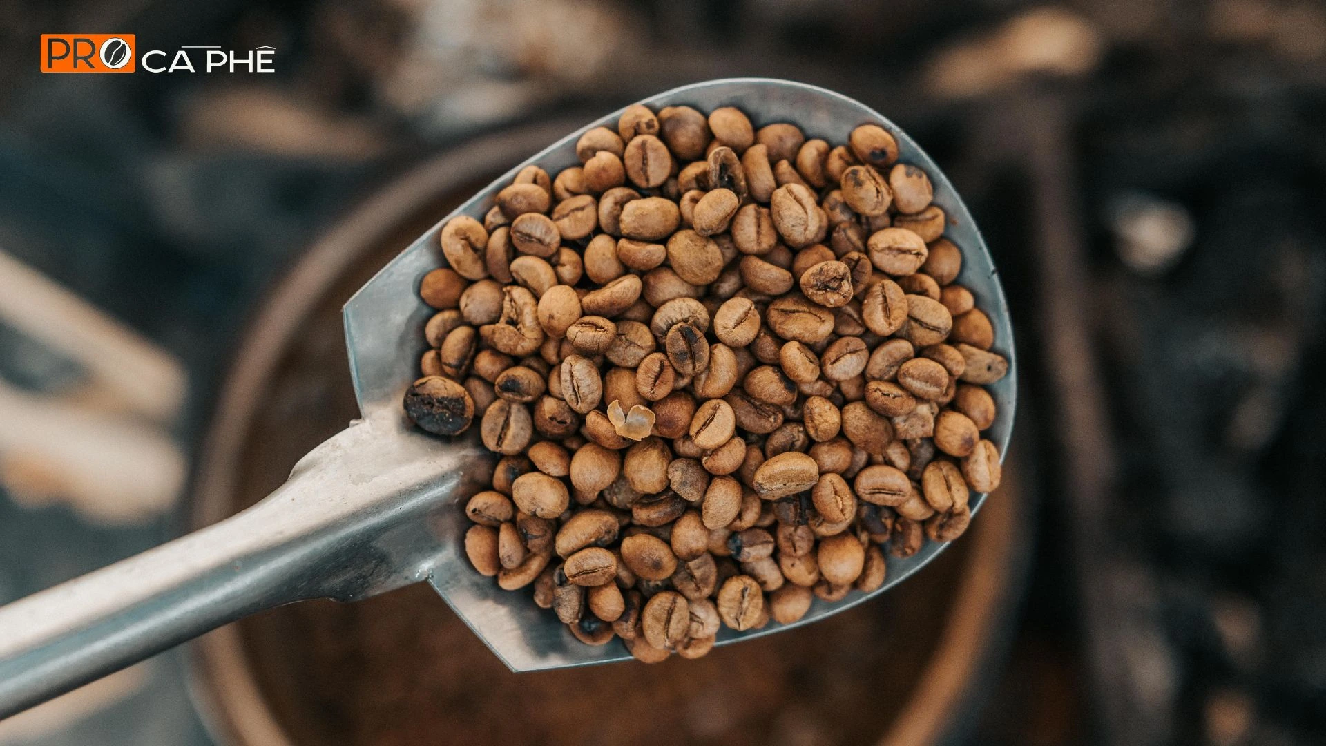 Hương vị cà phê Arabica rang mộc – chua thanh, hương hoa, hậu vị ngọt
