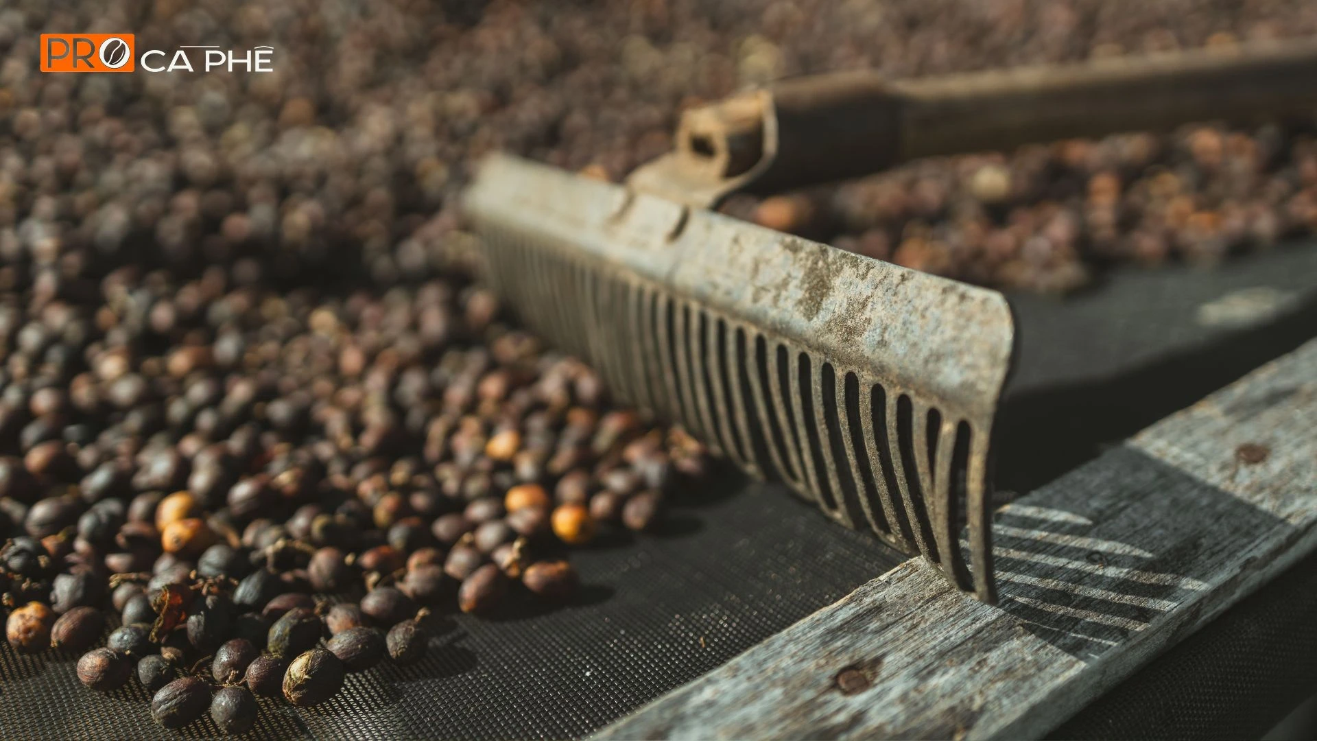 Hạt cà phê Robusta được thu hái từ các nông trường tại Di Linh, Lâm Đồng