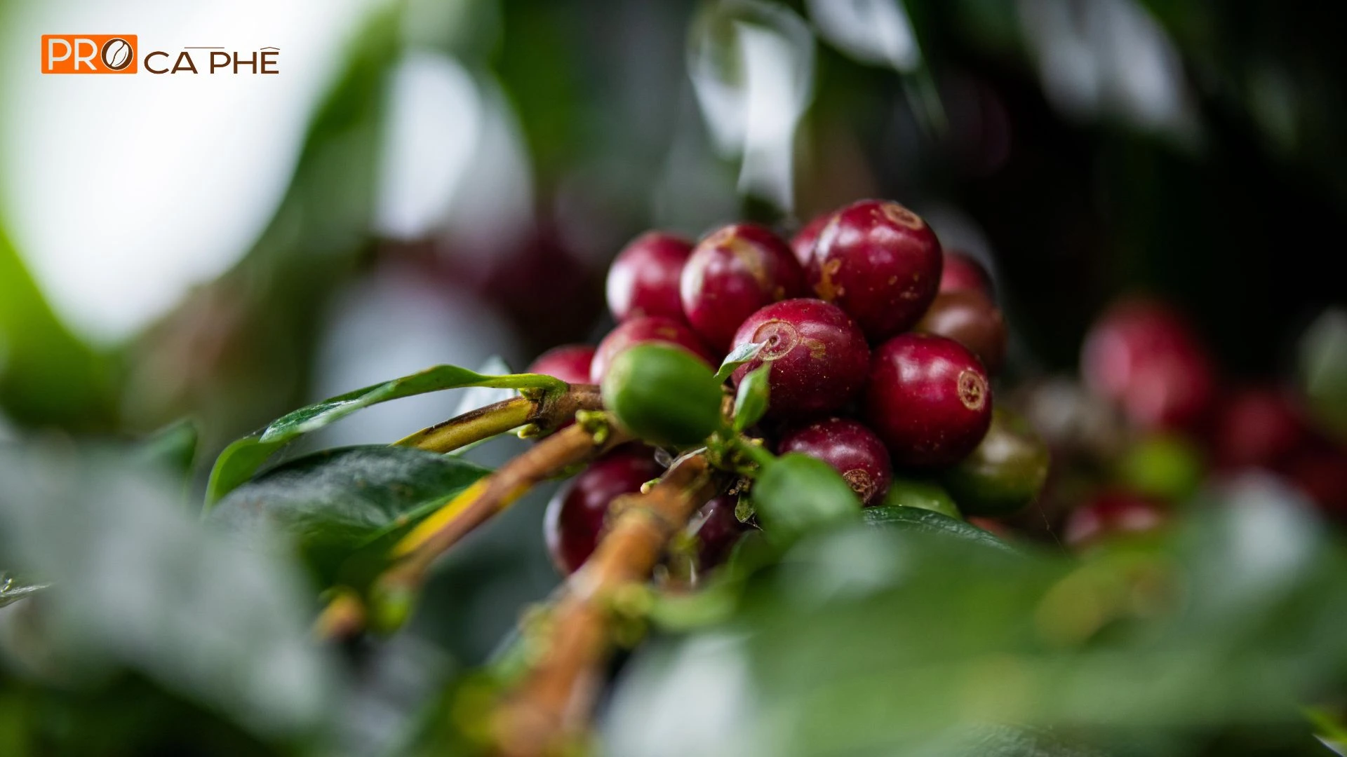 Arabica Cầu Đất có vị chua thanh, hương hoa trái nhẹ và hậu vị ngọt dịu
