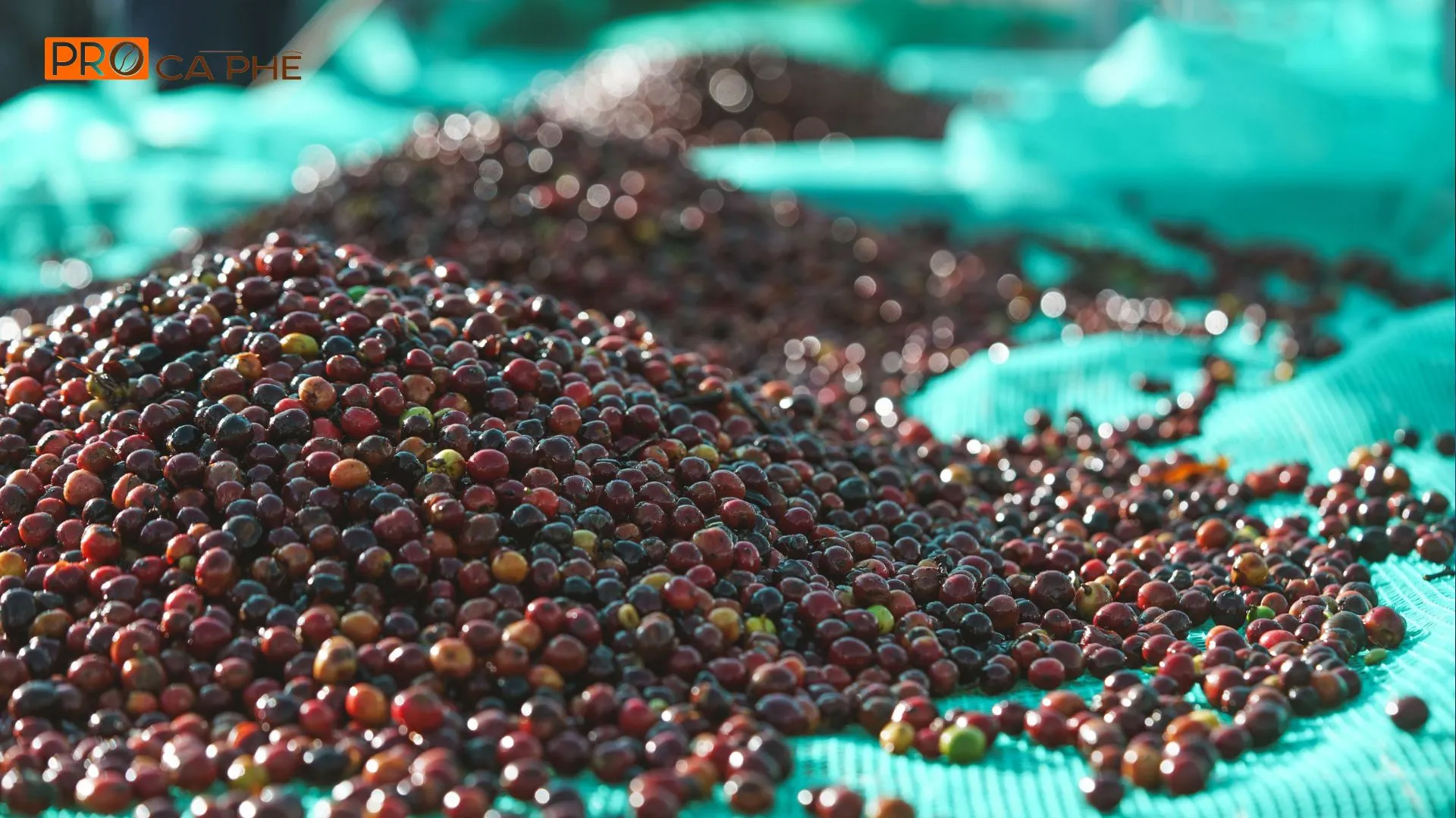 Hạt cà phê Arabica Điện Biên được thu hoạch kĩ lưỡng