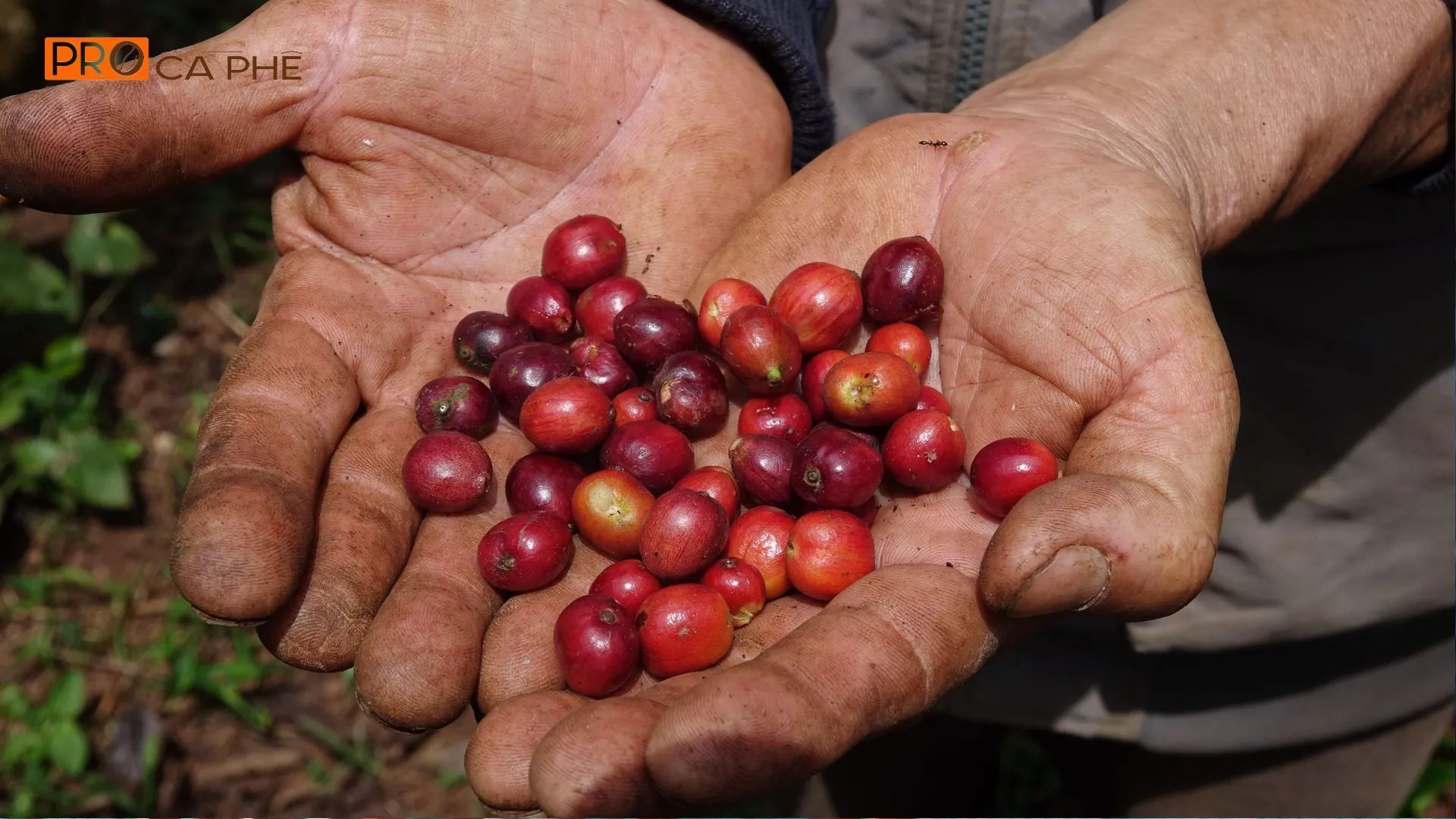 Arabica Điện Biên chinh phục người yêu cà phê bằng hương thảo mộc tự nhiên và hậu vị sạch kéo dài.