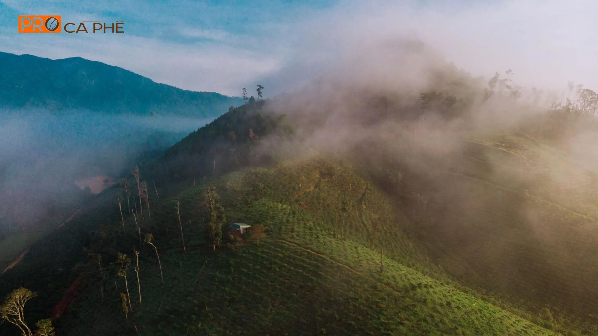 Hương vị Arabica Sơn La gây lưu luyến với những nốt hương thanh tao từ hoa trái vùng núi phủ sương