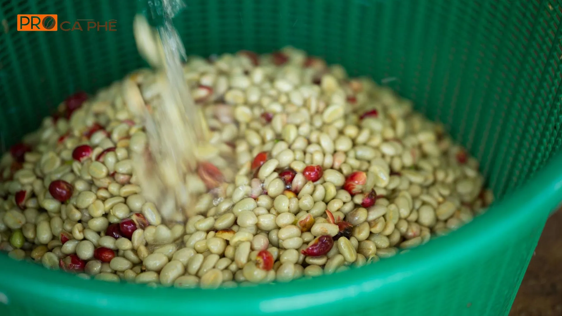 Hạt Arabica Sơn La – tinh hoa núi rừng Tây Bắc trong từng tách cà phê