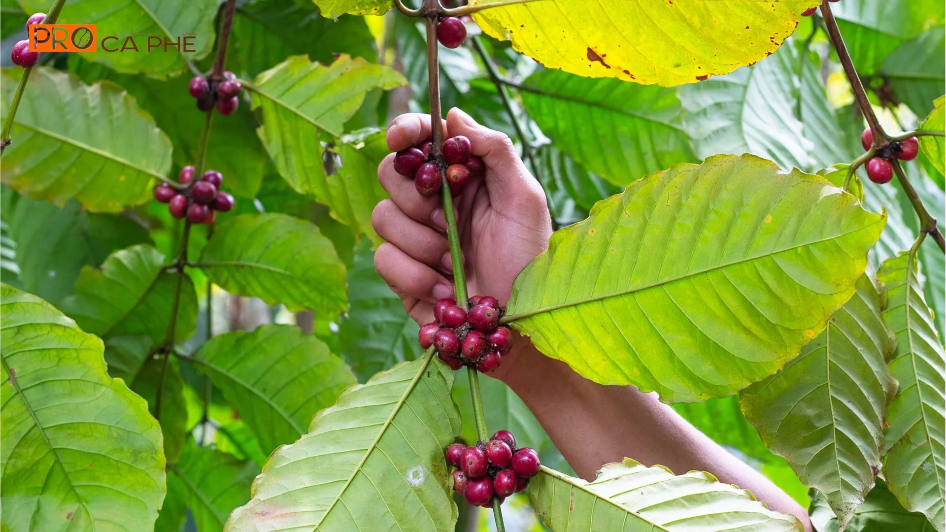 Chất lượng của Robusta Buôn Ma Thuột đến từ sự khắt khe trong toàn bộ quy trình từ canh tác đến chế biến và rang xay