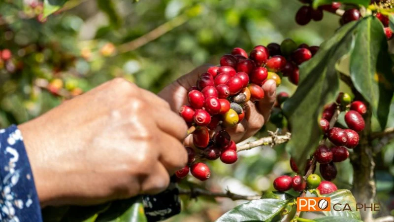 Tại đây, Arabica không chỉ là một giống cây mà là một niềm tự hào, mang theo danh tiếng của vùng trồng tốt nhất Việt Nam