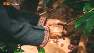 Cà Phê Buôn Ma Thuột: Robusta Đắk Lắk Và Hương Vị Tây Nguyên