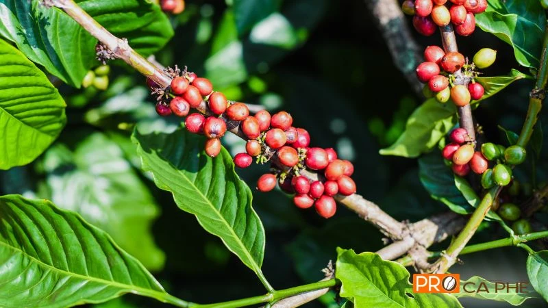 Chính thổ nhưỡng và sương mờ của phố núi đã nuôi dưỡng nên những nốt hương tinh tế, đưa cà phê Đà Lạt vươn tầm quốc tế