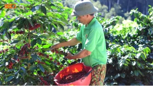 Cà phê Đà Lạt: Arabica Cầu Đất, Robusta và hương vị vùng cao