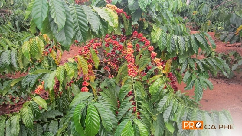Robusta - Giống cà phê nổi danh tại vùng đất Buôn Ma Thuột
