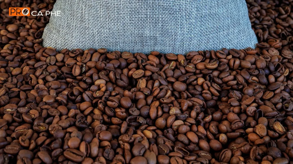 Hạt cà phê Robusta là gì? Đặc điểm và giá cà phê mới nhất