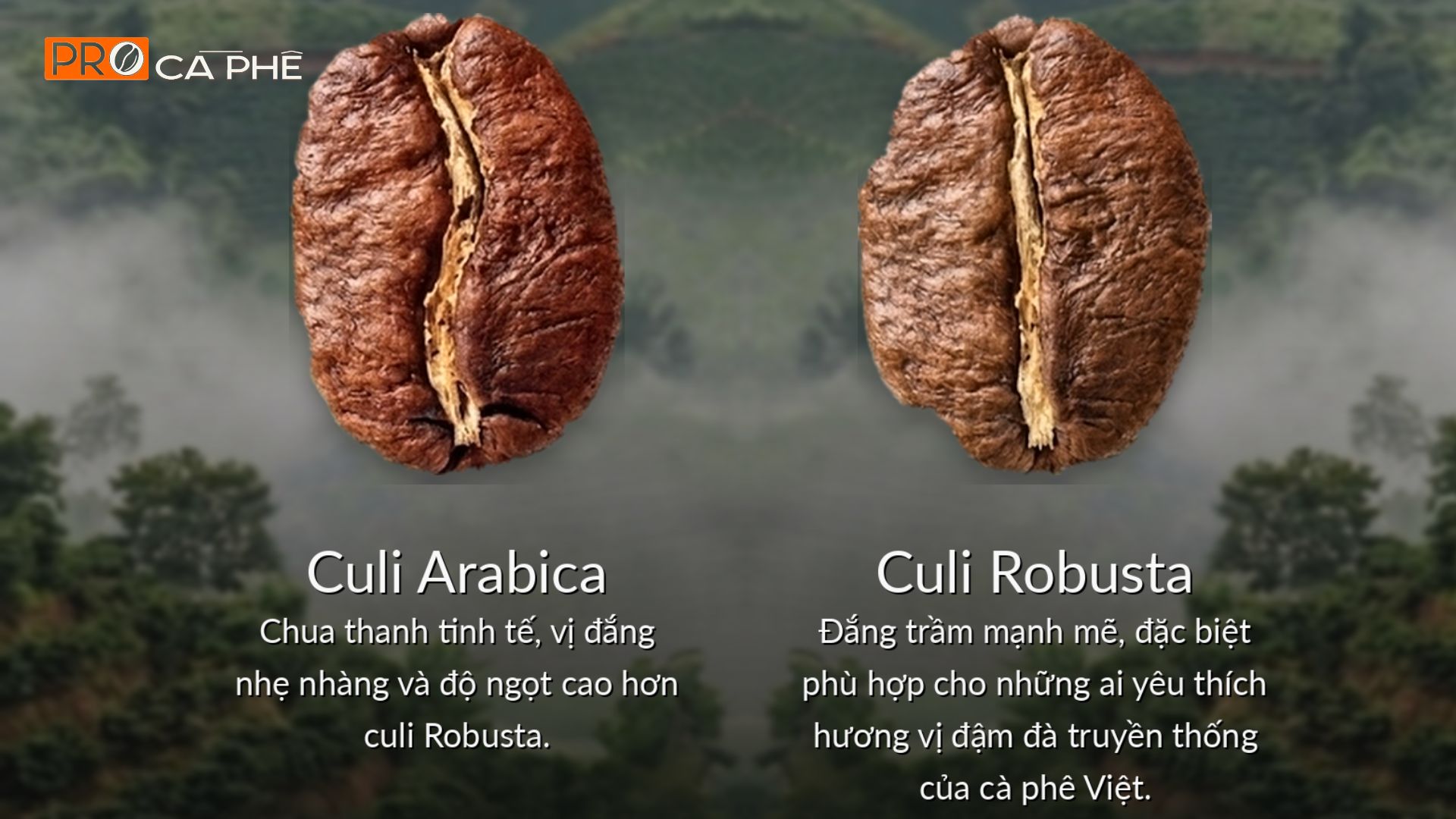 Hai loại hạt culi phổ biến là culi Arabica và culi Robusta
