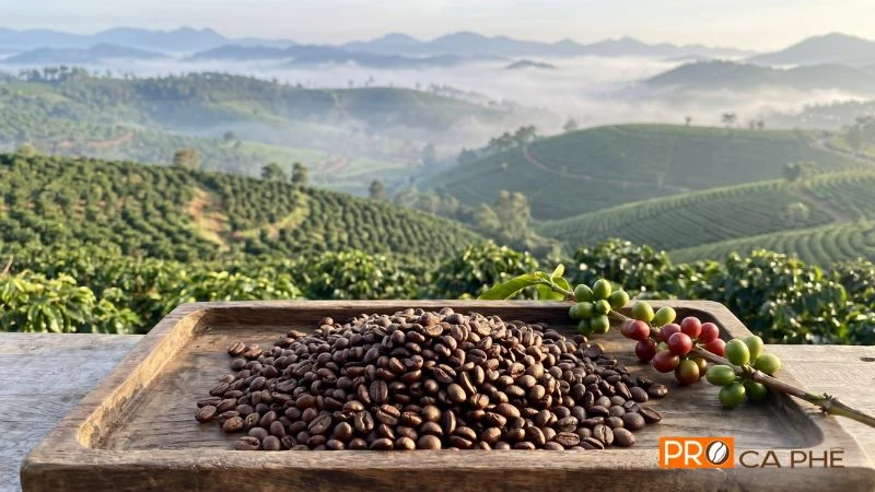 Khác với vẻ to tròn của Robusta hay dài dẹt của Arabica, hạt Moka sở hữu kích thước nhỏ nhắn và đầy khác biệt