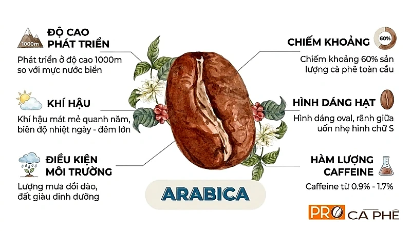Cấu tạo hạt và điều kiện phát triển của cà phê Arabica