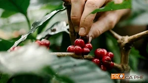Hạt cà phê Arabica là gì? Đặc điểm, hương vị, giá bán 2026