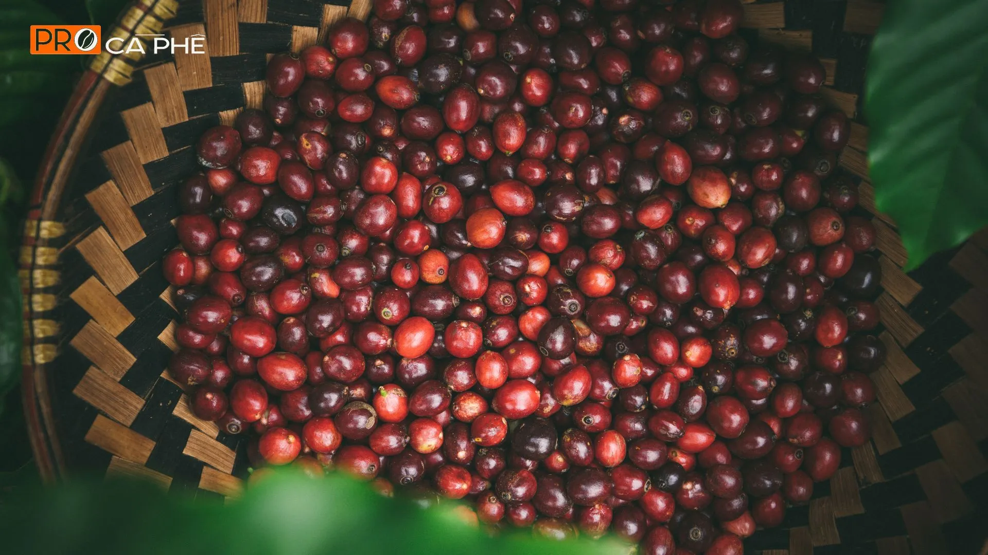 Tại Việt Nam chúng ta vẫn thường gọi Robusta bằng cái tên thân thuộc là cà phê vối