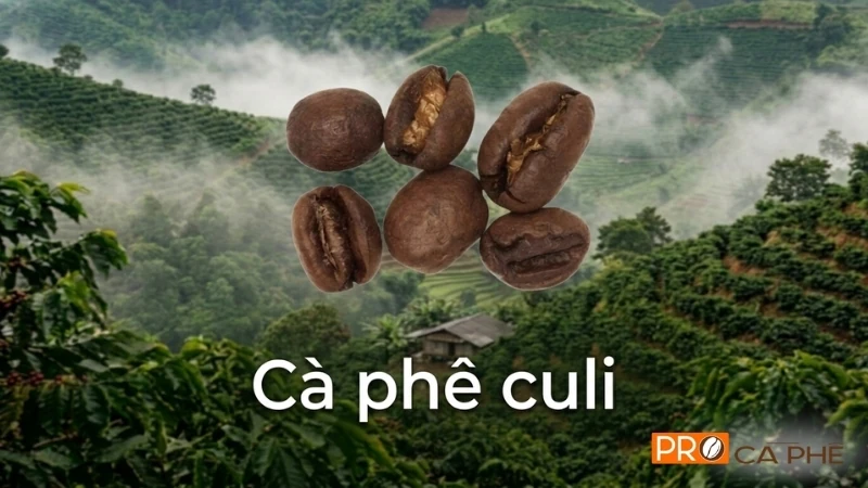 Cà phê culi là đột biến chỉ gồm một nhân duy nhất bên trong vỏ quả cà phê