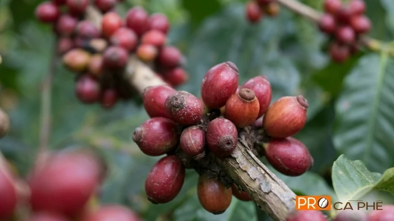 Cà phê Liberica còn gọi là cà phê Mít đang dần khẳng định vị trí nhờ hương vị độc đáo