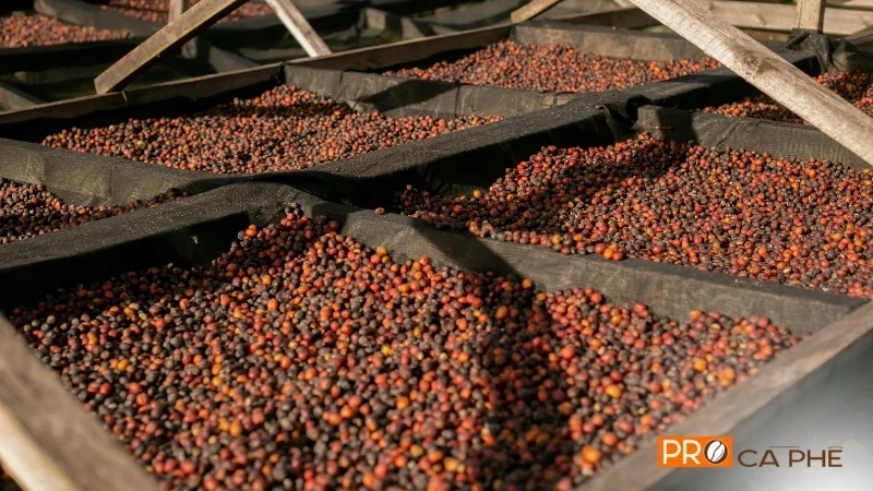 Sau khi thu hoạch và lọc bỏ tạp chất, quả cà phê được giữ nguyên vẹn lớp vỏ và thịt quả để mang đi phơi.