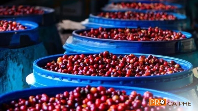 Lên men yếm khí (Anaerobic Fermentation)