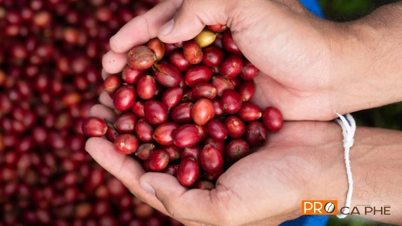Robusta là hạt cà phê mang theo linh hồn của người Việt