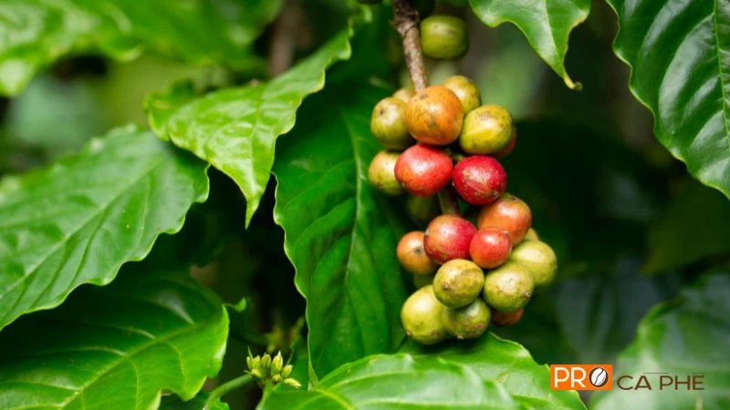 Thay vì hương hoa cỏ, Robusta đưa bạn đến với thế giới của các loại hạt rang (nutty), mùi gỗ mộc mạc và hương ngũ cốc nồng nàn