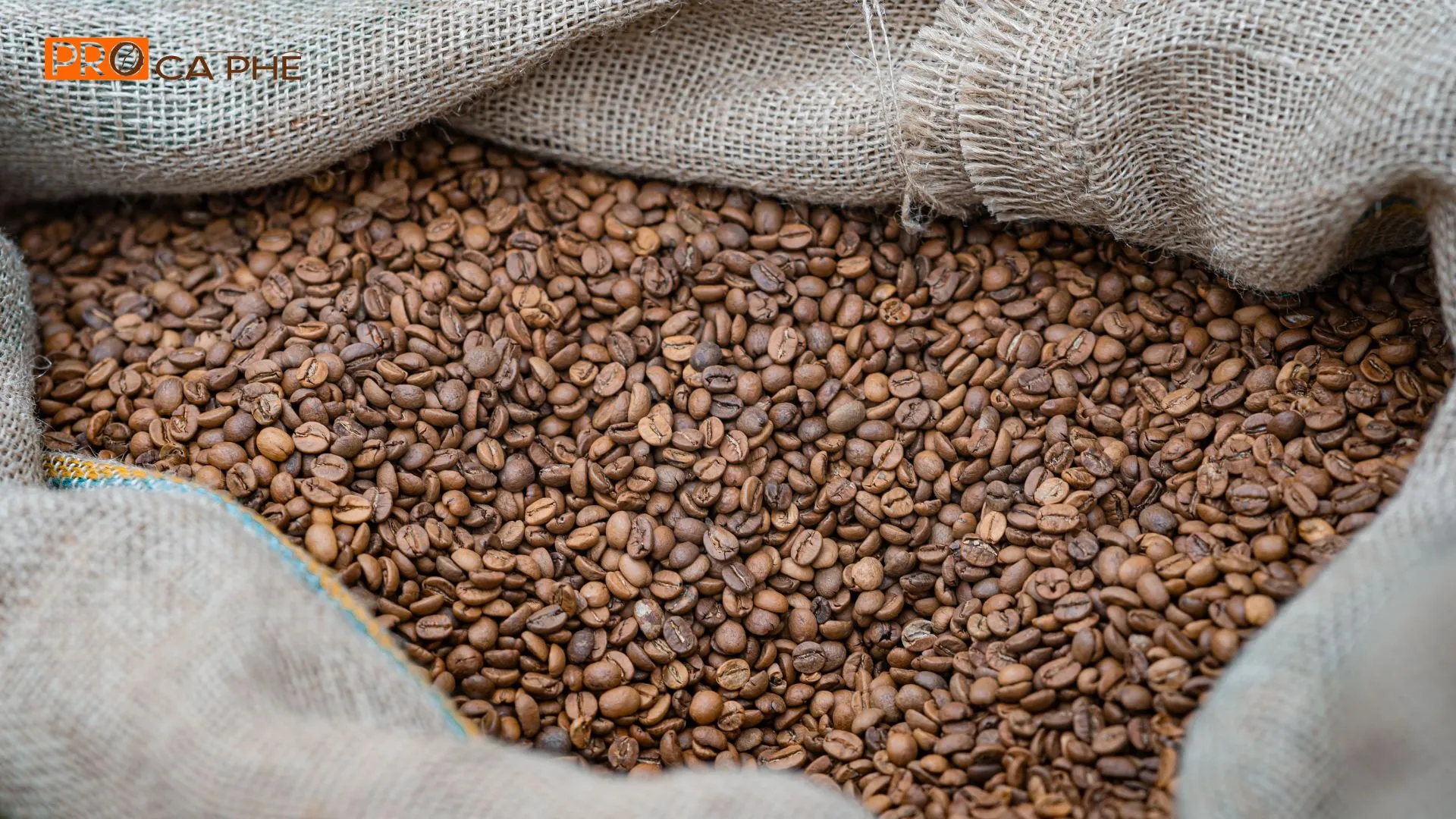 Robusta là người bạn đồng hành không thể thiếu cho những ngày làm việc cần sự tập trung tuyệt đối