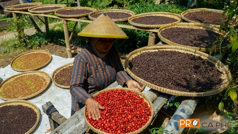 Hạt cà phê culi sẽ được sàng lọc riêng sau khi đã tách vỏ hạt