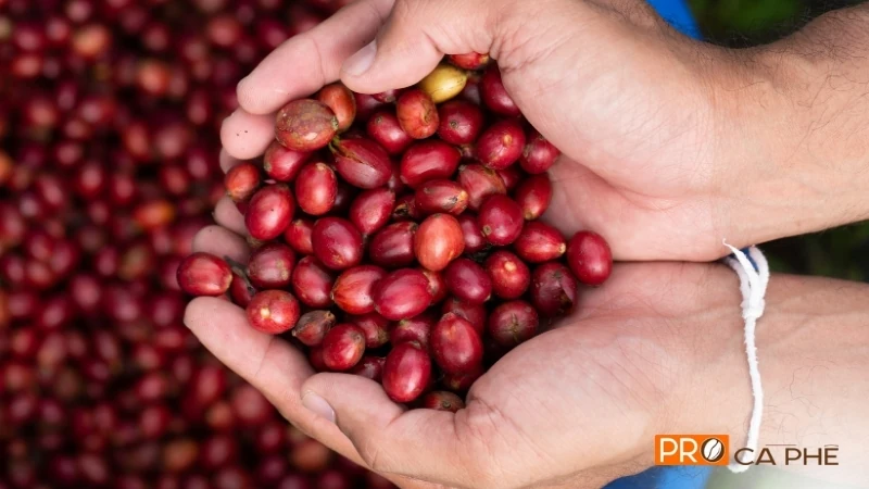 Quả cà phê sau khi thu hoạch chứa hàm lượng đường và độ ẩm cực cao nên cần được chế biến trong 12-24 giờ