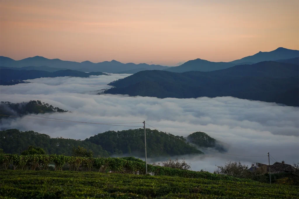 Vùng trồng cà phê Cầu Đất