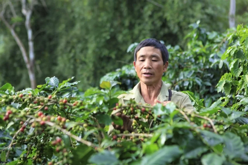 Vùng trồng cà phê Mường Ảng